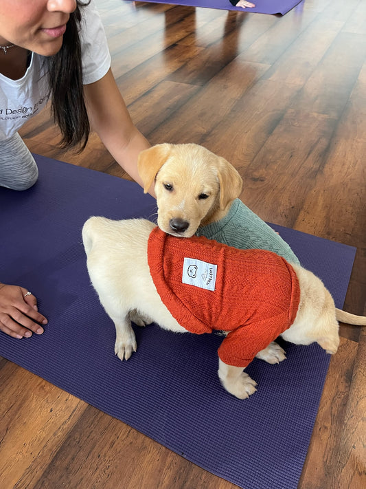 Puppy Play Pen Donation Monday.com
