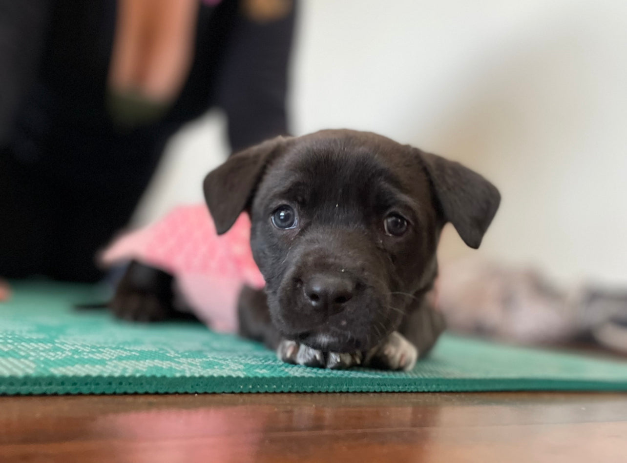 3 Rescue Puppy Yoga Private Lessons X Kappa Alpha Theta CU Boulder